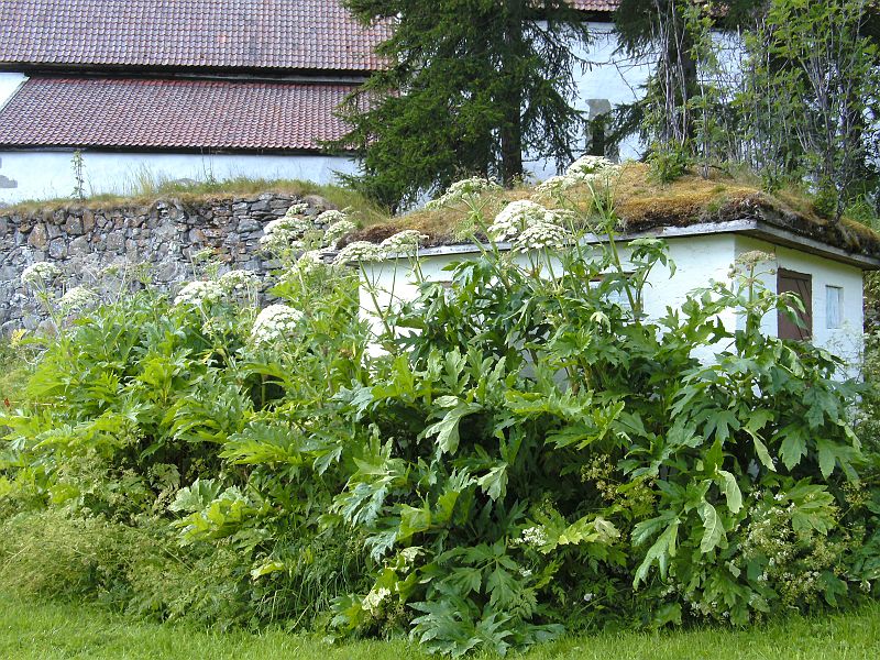 Nordkap 2009 289.jpg